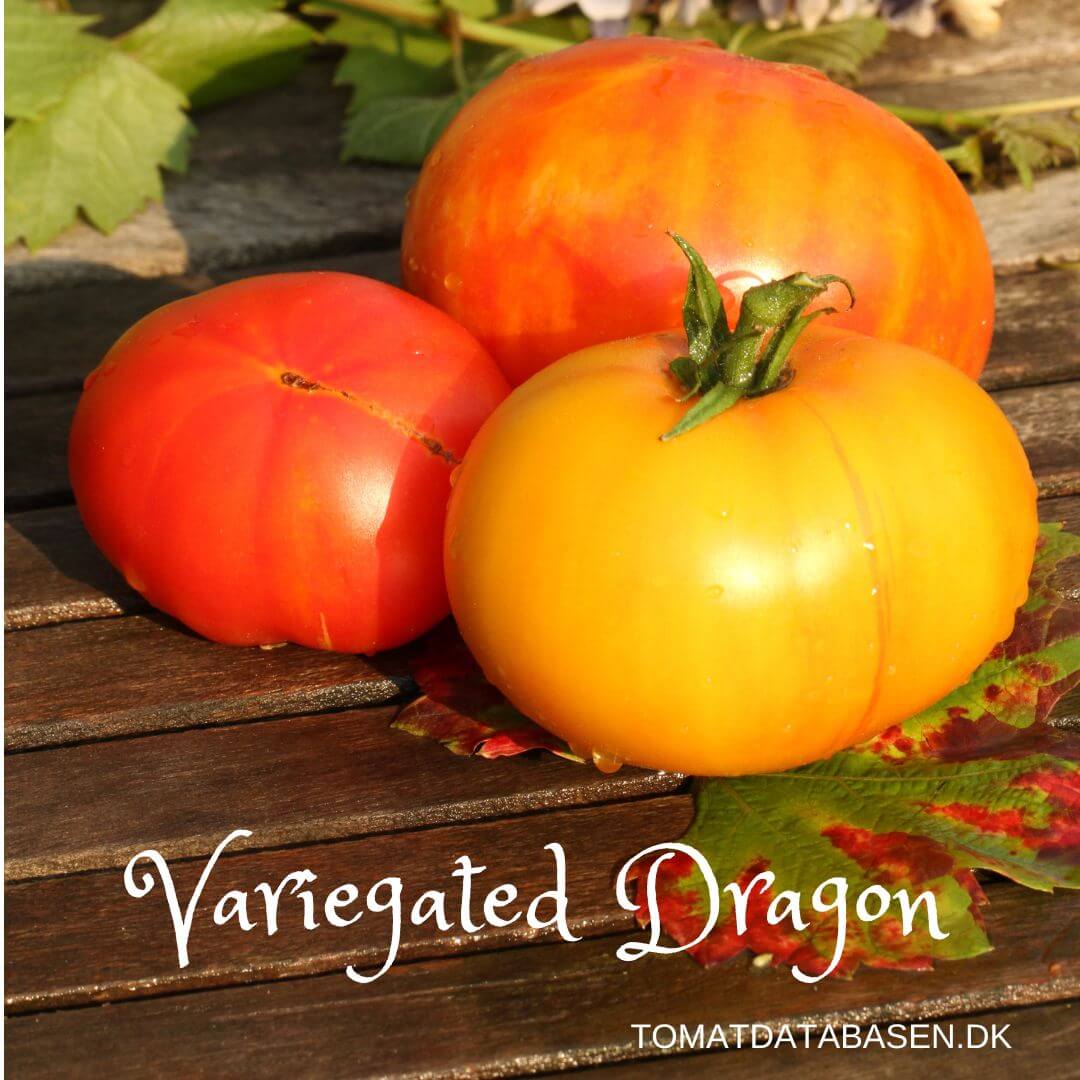 Variegated Dragon